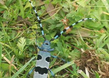 Blauer Alpenbock_Brünndling Alm