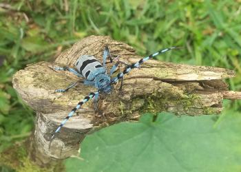 Blauer Alpenbock_Brünndling Alm