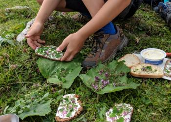 Wildkräuter-Frischkäsebrote