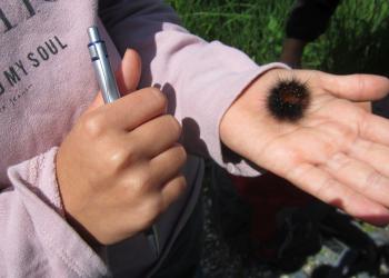 Raupe vom Schmetterling "Brauner Bär"