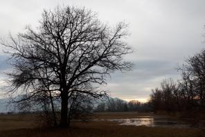 Chiemsee