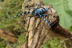 Blauer Alpenbock