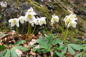 Schneerosenblüte